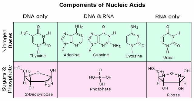 nucleic acid rna. and differ from DNA in two